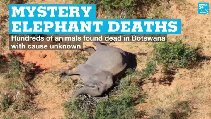 An elephant carcass in Botswana, where 356 of the animals have been found dead by unknown causes in recent weeks.